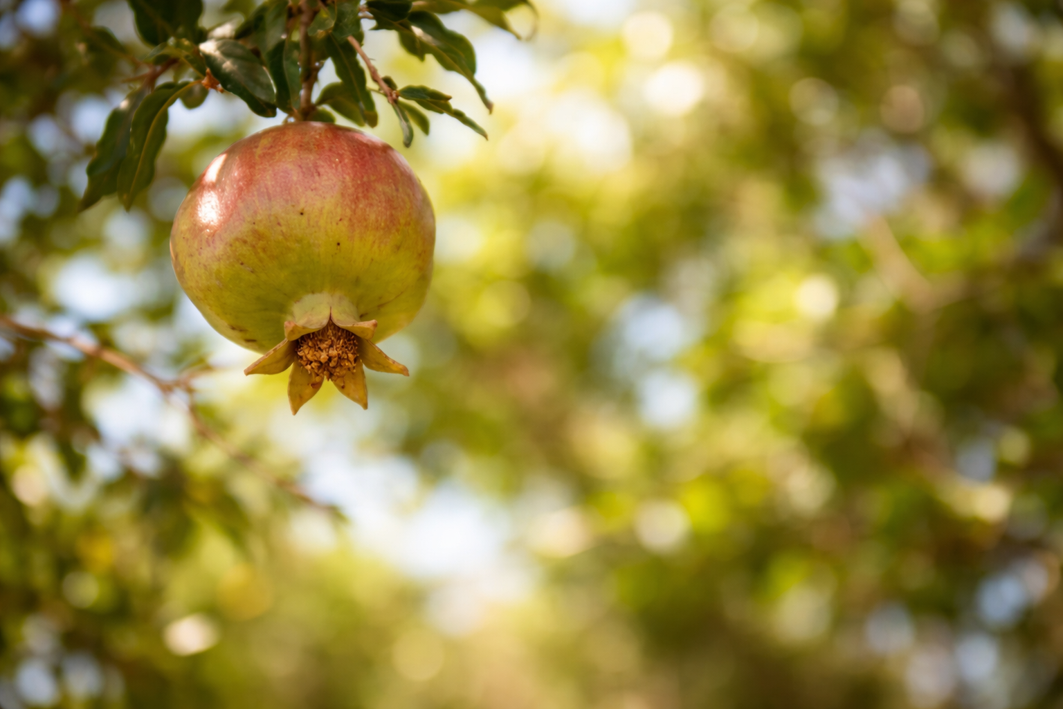 A Taif pomegrante hanging from a tree branch, representing a healthy Saudi superfood.